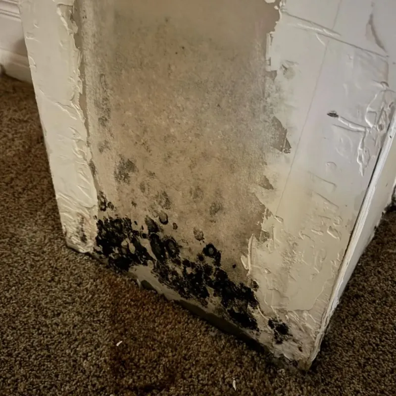 Professional Mold Removal in Foster City, CA